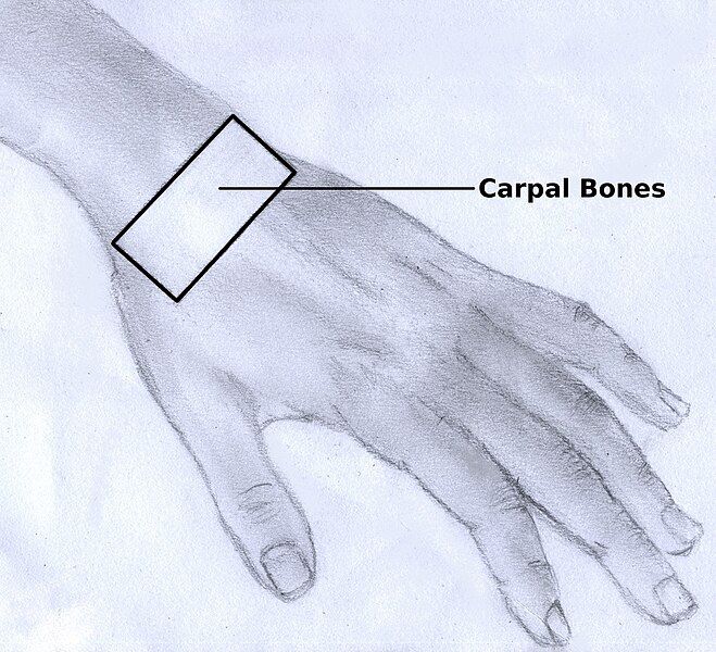 File:Hand carpal bones.jpg