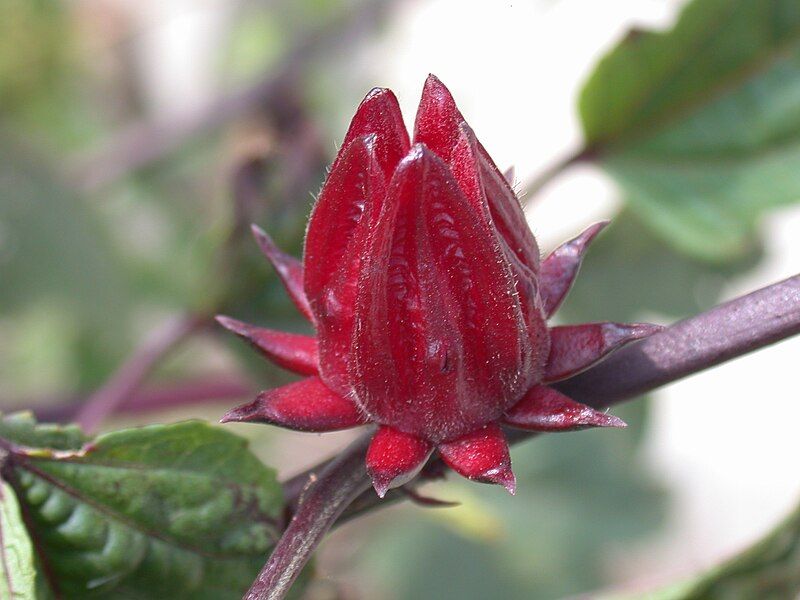 File:Hibiscus Sabdariffa calyxes.jpg