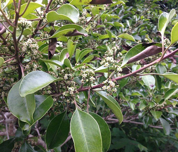 File:Ilex rotunda.jpg