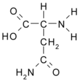 Asparagine (Asn / N)