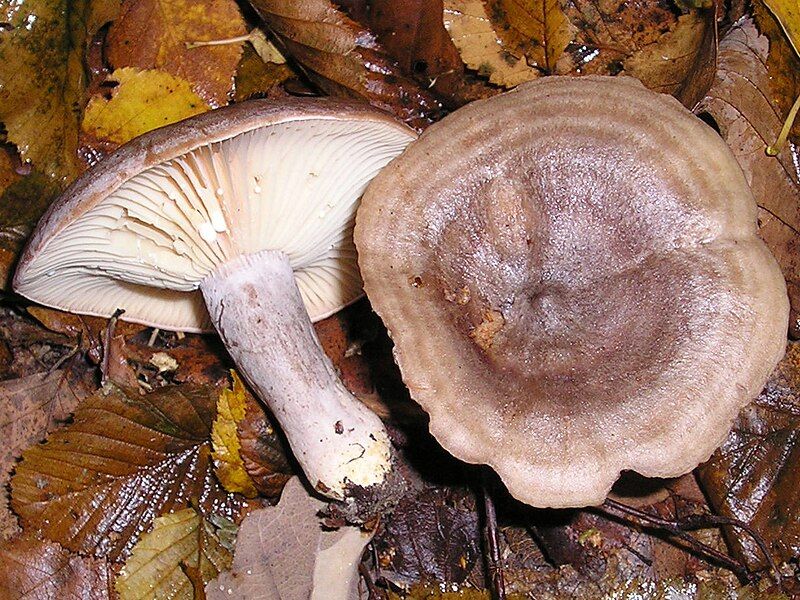 File:Lactarius041031w.jpg