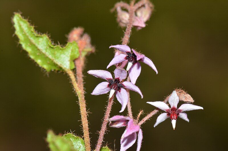 File:Lasiopetalum glabratum.jpg