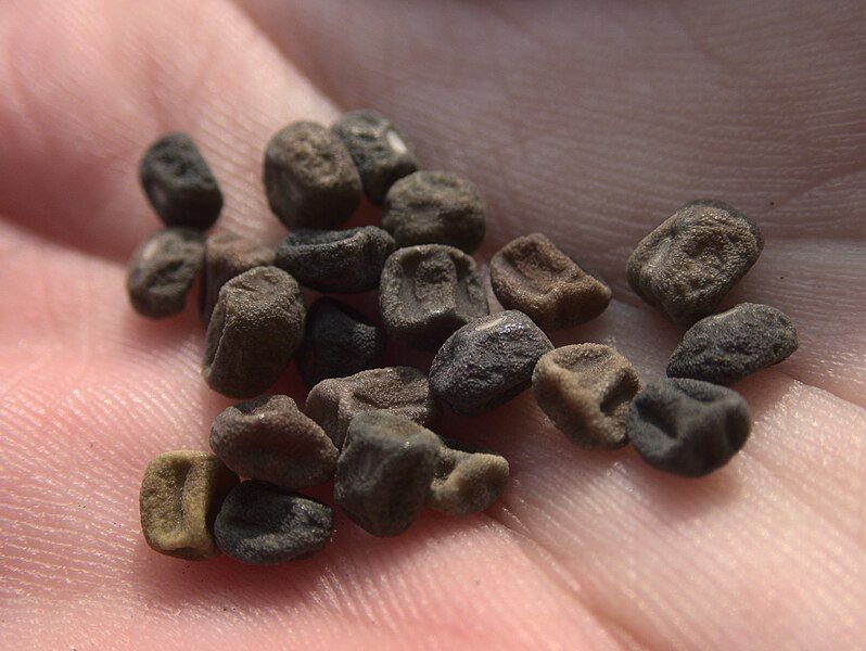 File:Lathyrus Belinensis Seeds.jpg