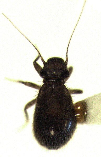 File:Lepinotus inquilinus.jpg