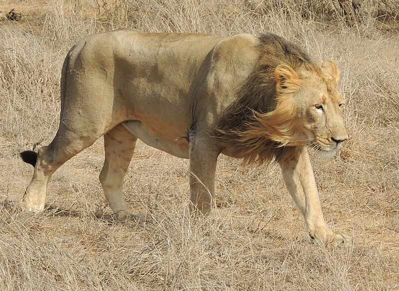 File:Lions.Gir5 (cropped).jpg