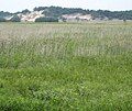 Binnendünen bei Klein Schmölen Nature Reserve