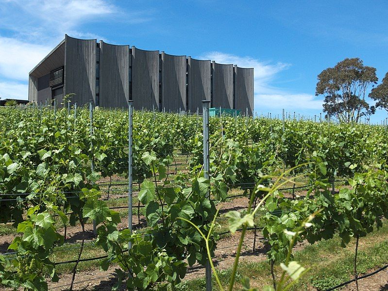 File:MONA vineyard 20171120-070.jpg