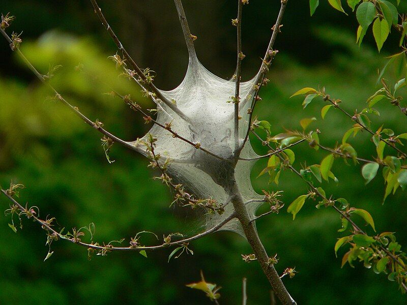 File:Malacosoma americanum web.jpg