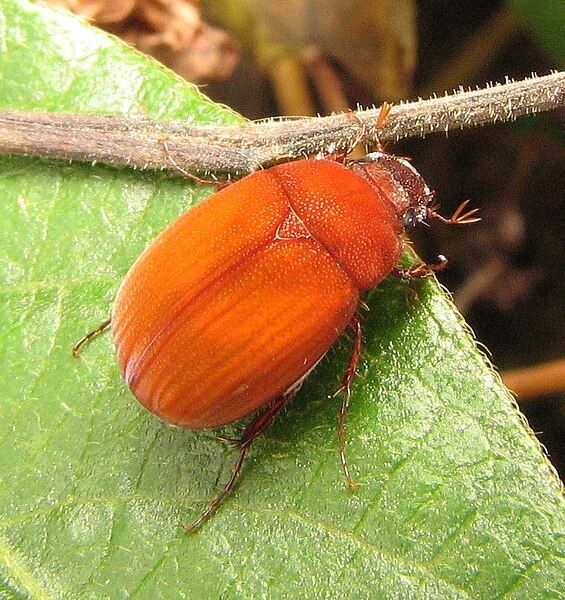 File:Maladera castanea.jpg