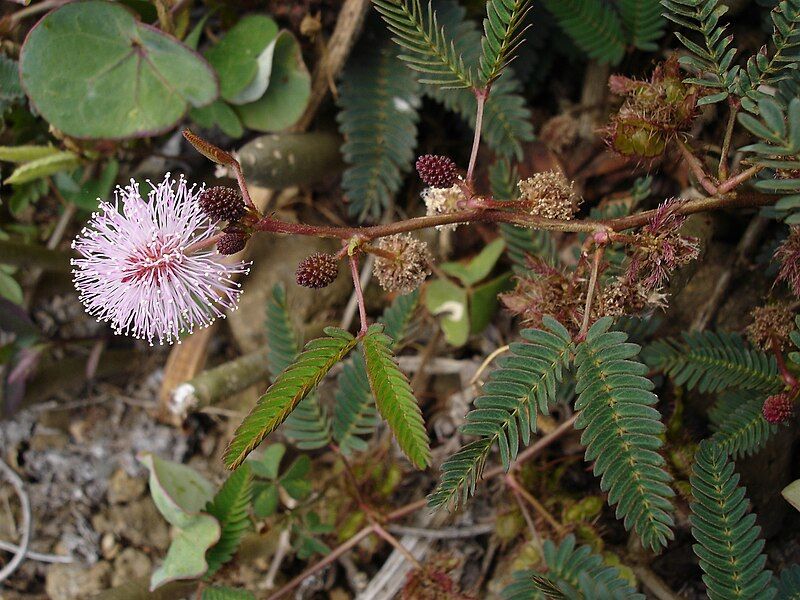 File:Mimosa pudica0.jpg