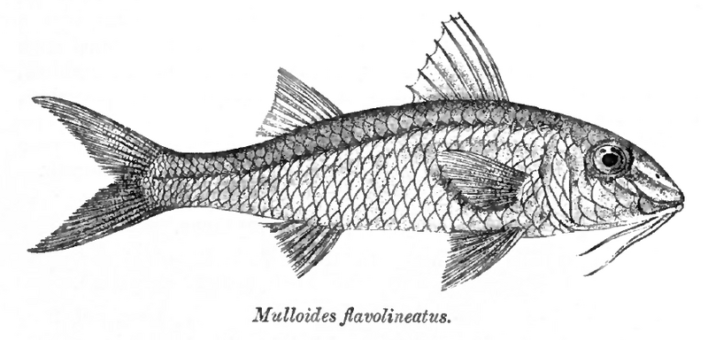 File:Mulloidichthys flavolineatus Day.png