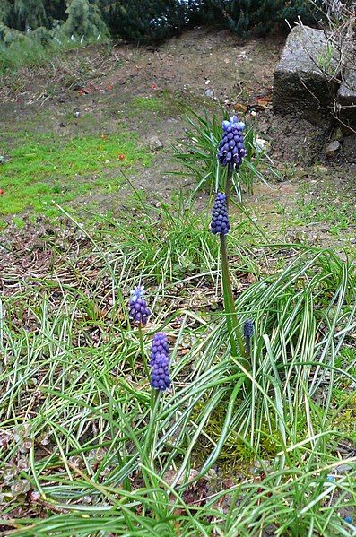 File:Muscari neglectum001.jpg