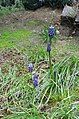 Muscari neglectum