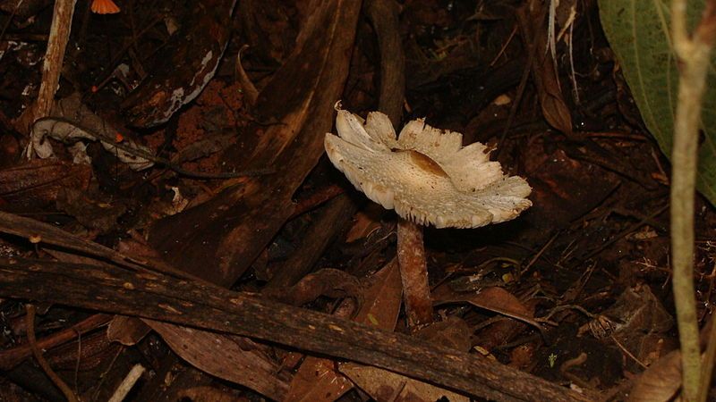 File:MushroomBrazil.jpg