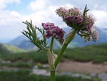 A close-up of a medium-sized flowering plant, with its many purple little flowers in tight bunches, most almost ready to bloom. Some have bloomed into a soft pink flower with relatively large pistols and stamen.