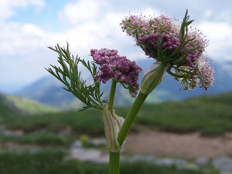 File:Mutellina purpurea a1.jpg