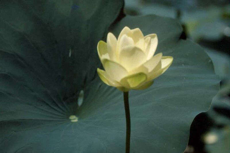 File:Nelumbo lutea leafstalkblossom.jpeg