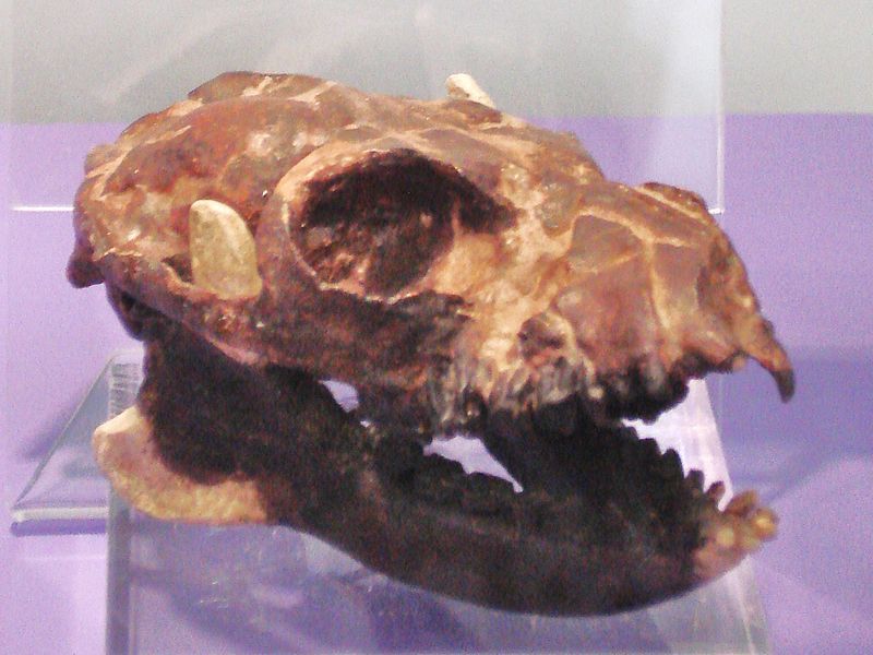 File:Notharctus osborni.JPG