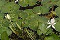 Nymphaea lotus