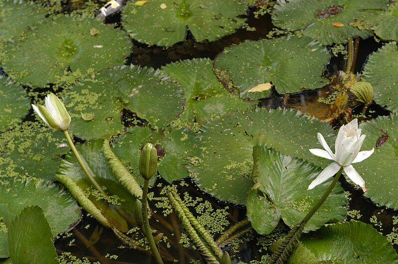 File:Nymphaea lotus1.JPG