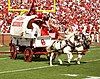 A red and white conestoga wagon being pulled by two white horses on a football field. On the wagon is a male who is controlling the horses and a female in a dress.