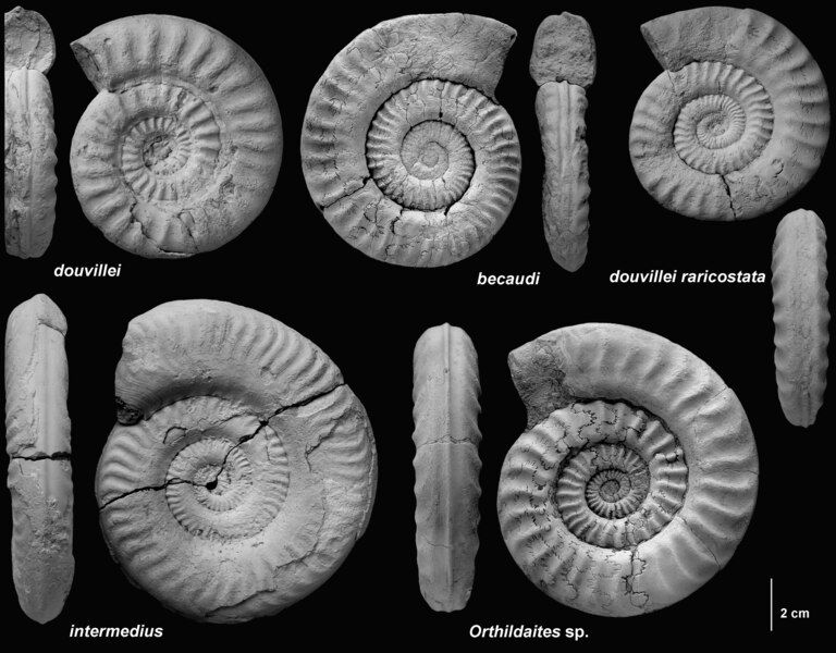 File:Orthildaites TMR.tif