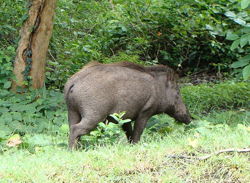 File:PeterMaas-India-MudumalaiNationalPark-WildBoar.jpg