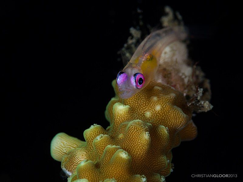 File:Pinkeye Goby (11019911013).jpg