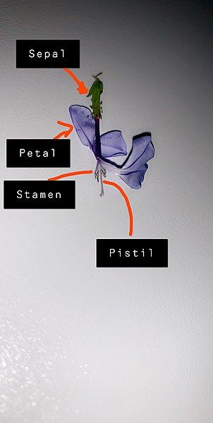 File:Plumabgo sepals parts.JPG