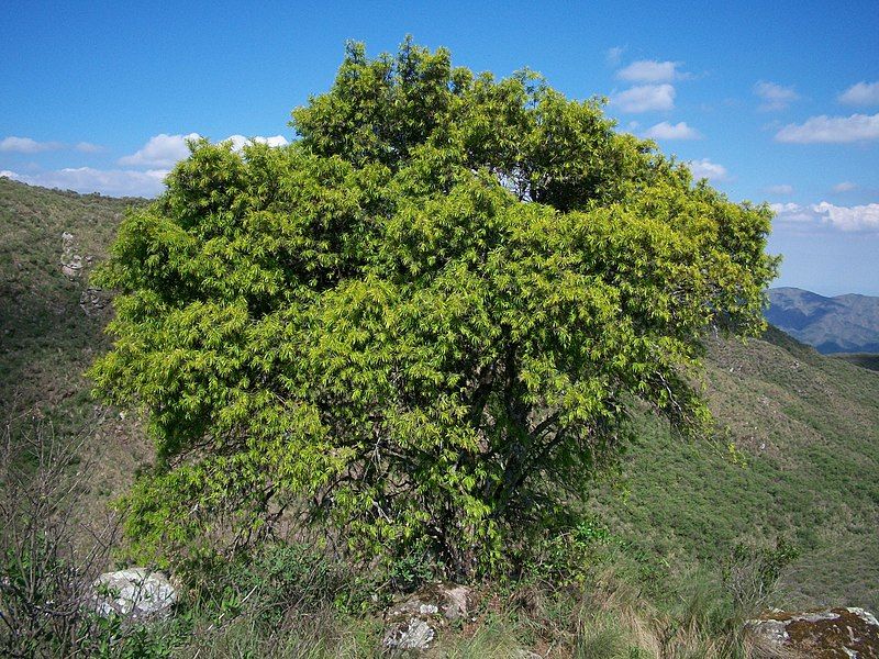 File:Podocarpus Parlatorei.jpg