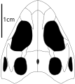 Skull of Polysphenodon