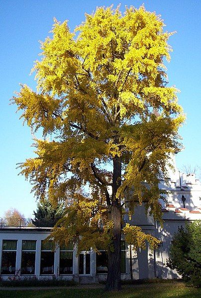 File:Radziejowice ginkgo biloba01.jpg