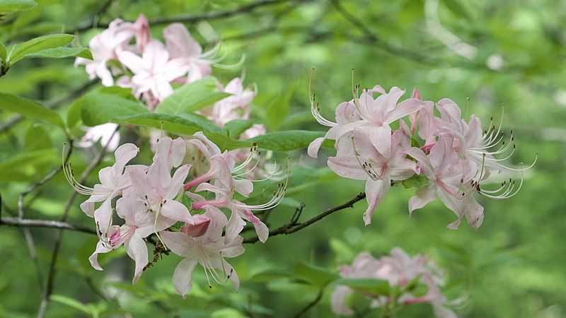 File:Rhododendron prinophyllum.jpg