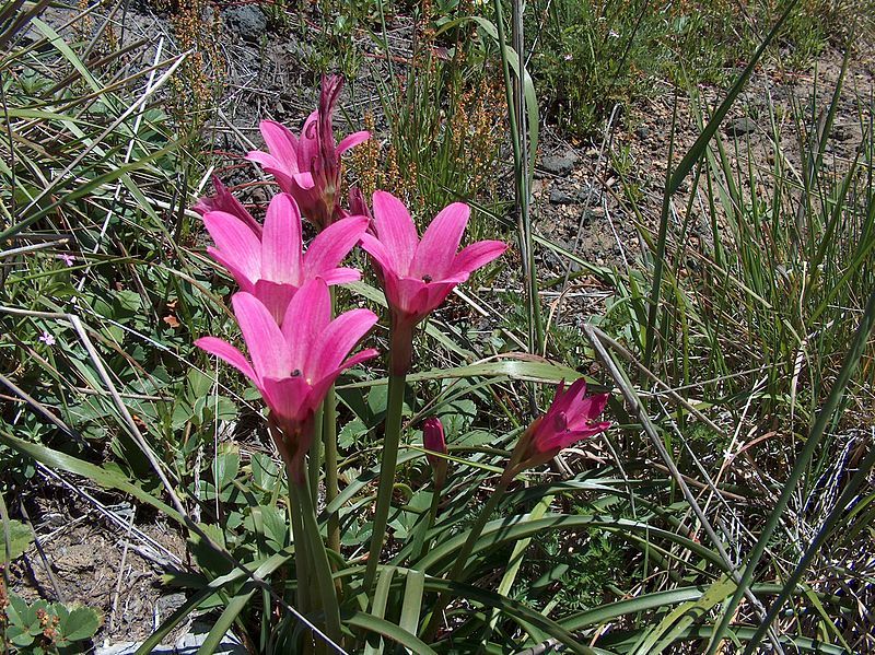 File:Rhodophiala andicola.JPG