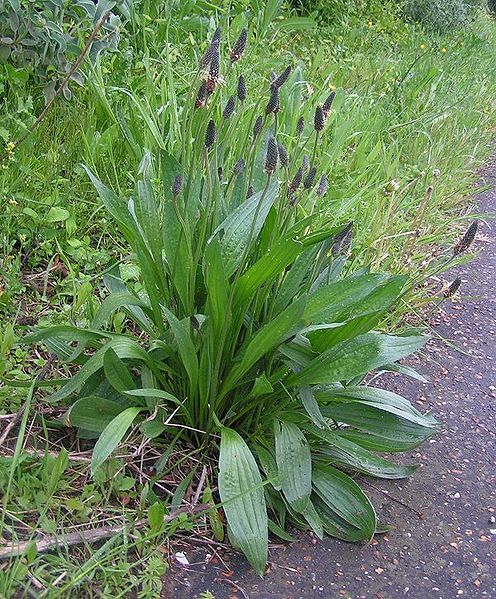 File:Ribwort 600.jpg