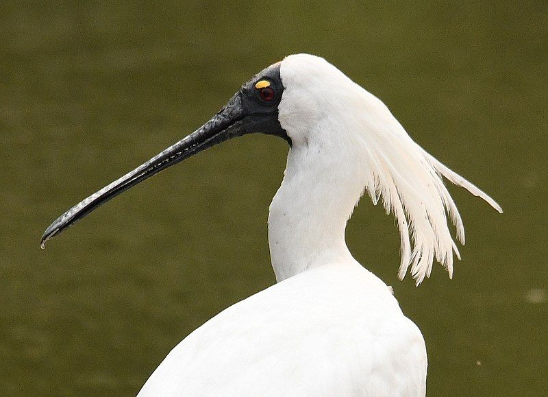 File:Royal Spoonbill 001a.jpg