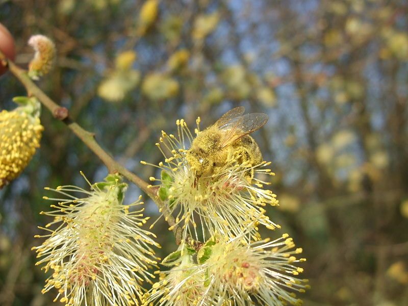 File:Salix cinerea flowers-2.jpg