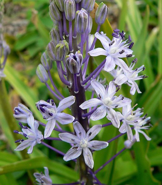 File:Scilla hyacinthoides 4.jpg