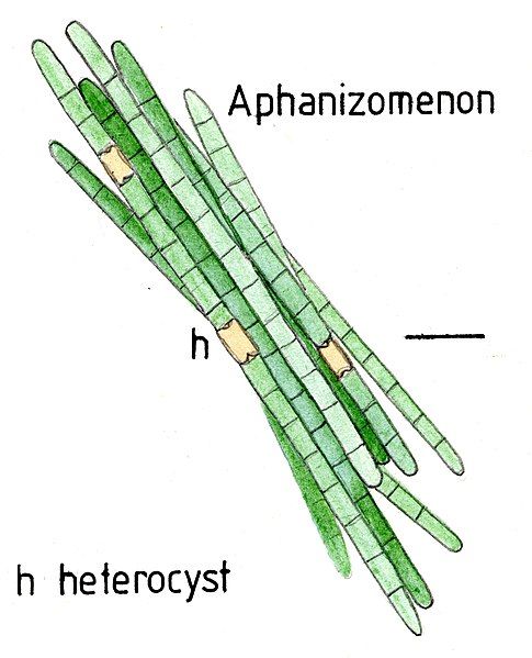 File:Simplefilaments022 Aphanizomenon.jpg