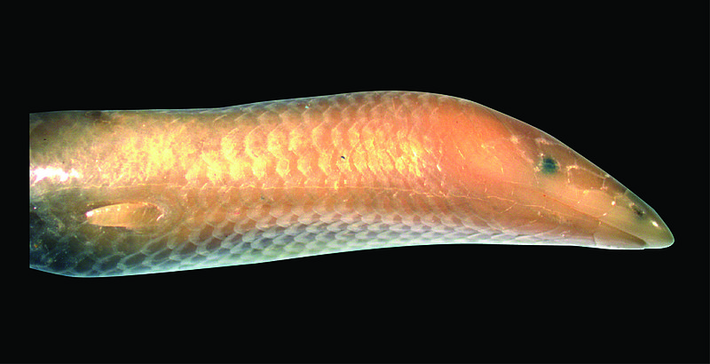 File:Sirenoscincus mobydick 2.jpg