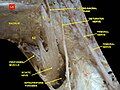 Lumbar and sacral plexus. Deep dissection.Anterior view.