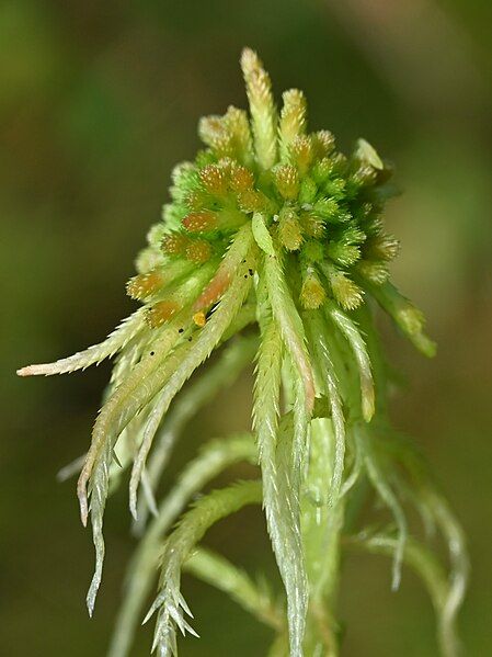 File:Sphagnum fallax kz04.jpg