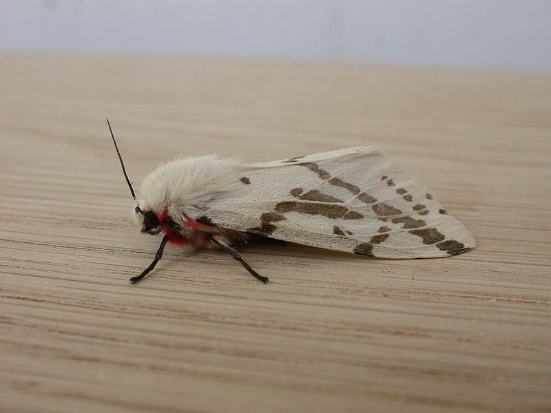 File:Spilosoma canescens.jpg