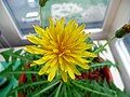 Head in full bloom. A Taraxacum japonicum flower has fewer florets than that of Taraxacum officinale.