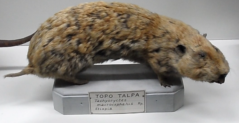 File:Tachyoryctes macrocephalus.png