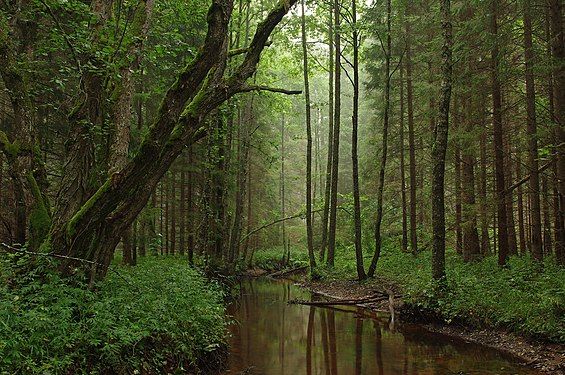 Tarvasjõgi at Kõrvemaa Nature Park in Estonia