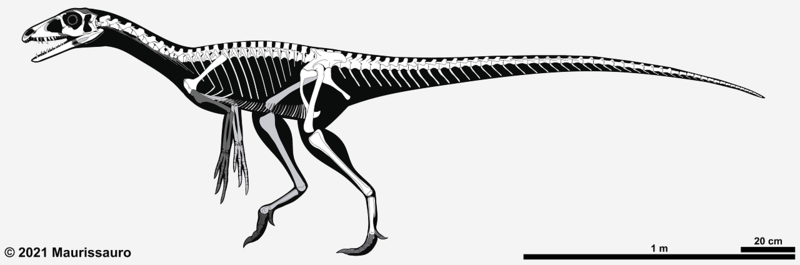 File:Tawa hallae skeleton.png