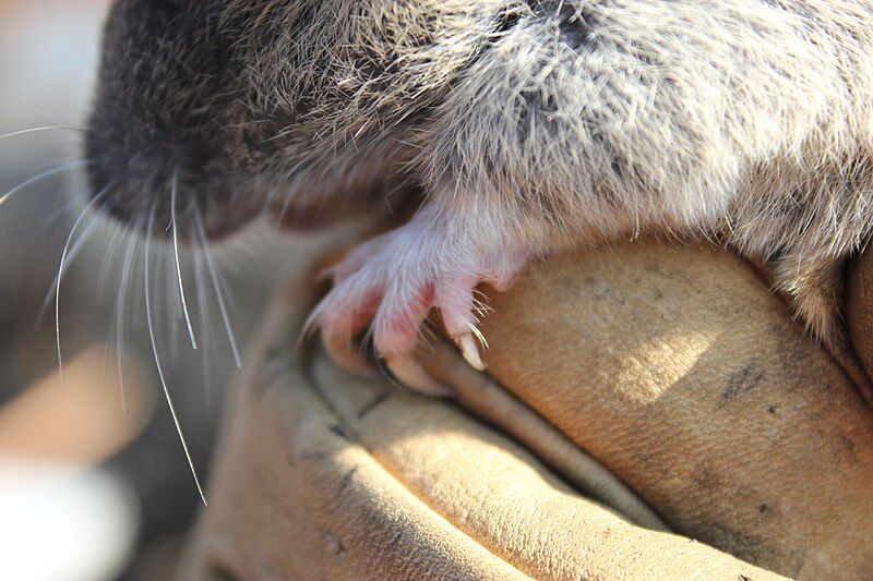 File:Thomomys mazama claws.jpg