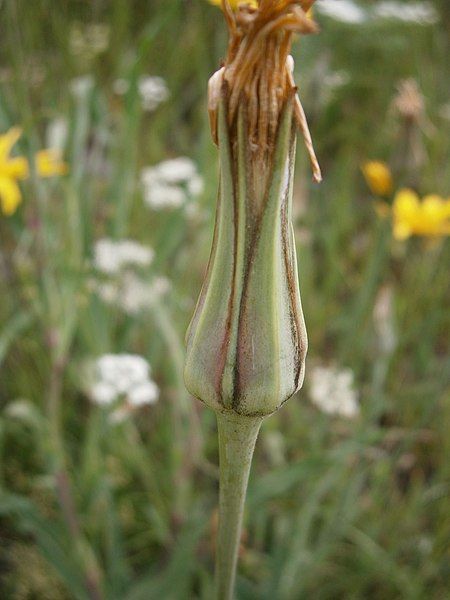 File:Tragopogon pratensis 003.JPG