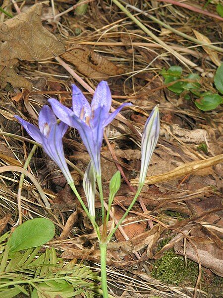 File:Triteleia Koningin Fabiola007.jpg